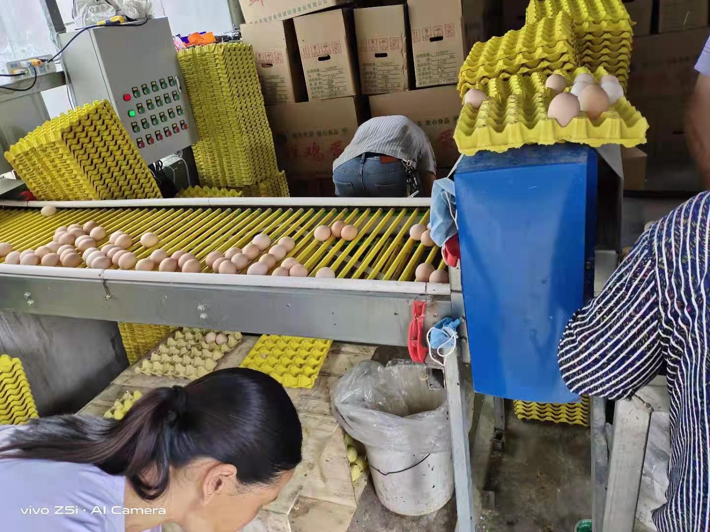 籠養雞需要什么環(huán)境條件？